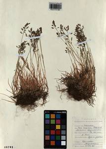 Poa supina Schrad., Siberia, Altai & Sayany Mountains (S2) (Russia)