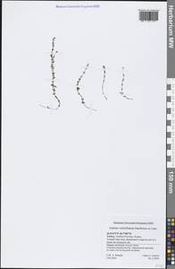 Galium verticillatum Danth., South Asia, South Asia (Asia outside ex-Soviet states and Mongolia) (ASIA) (Turkey)