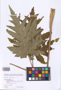 Heracleum sphondylium L., Eastern Europe, Western region (E3) (Russia)