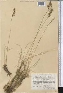 Helictotrichon desertorum (Less.) Pilg., Middle Asia, Western Tian Shan & Karatau (M3) (Uzbekistan)