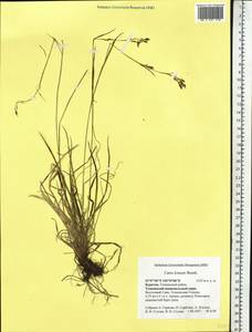 Carex krausei Boeckeler, Siberia, Baikal & Transbaikal region (S4) (Russia)