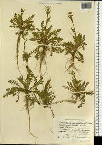 Capsella bursa-pastoris (L.) Medik., South Asia, South Asia (Asia outside ex-Soviet states and Mongolia) (ASIA) (North Korea)