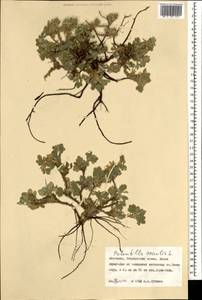 Potentilla acaulis L., Mongolia (MONG) (Mongolia)