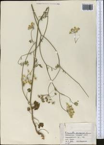 Pimpinella peregrina L., Middle Asia, Pamir & Pamiro-Alai (M2) (Uzbekistan)