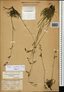 Silene saxatilis Sims, Caucasus, Stavropol Krai, Karachay-Cherkessia & Kabardino-Balkaria (K1b) (Russia)