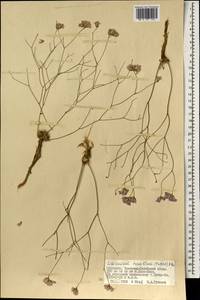 Limonium tenellum (Turcz.) Kuntze, Mongolia (MONG) (Mongolia)