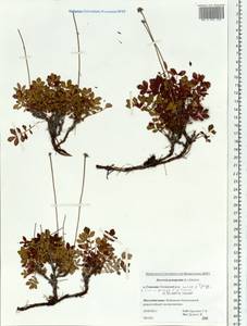 Geum pentapetalum (L.) Makino, Siberia, Russian Far East (S6) (Russia)