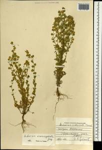 Artemisia macrocephala Jacquem. ex Besser, Mongolia (MONG) (Mongolia)