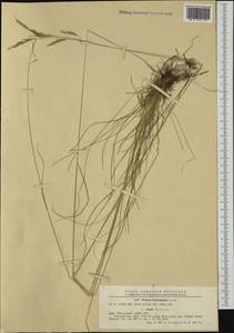 Festuca heterophylla Lam., Western Europe (EUR) (Romania)
