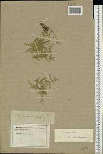 Herniaria incana Lam., Eastern Europe, Lower Volga region (E9) (Russia)