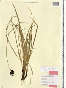 Carex atrata L., Eastern Europe, Northern region (E1) (Russia)