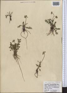 Seseli mucronatum (Schrenk) Pimenov & Sdobnina, Middle Asia, Northern & Central Tian Shan (M4) (Kyrgyzstan)