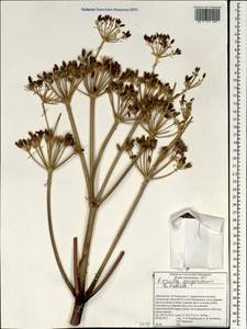 Ferula grigoriewii B. Fedtsch., South Asia, South Asia (Asia outside ex-Soviet states and Mongolia) (ASIA) (Afghanistan)