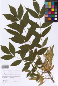 Fraxinus excelsior L., Eastern Europe, North-Western region (E2) (Russia)