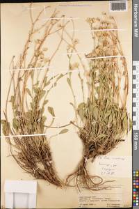 Aster vvedenskyi Bondarenko, Middle Asia, Northern & Central Tian Shan (M4) (Kyrgyzstan)