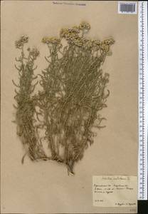 Achillea wilhelmsii K. Koch, Middle Asia, Karakum (M6) (Turkmenistan)