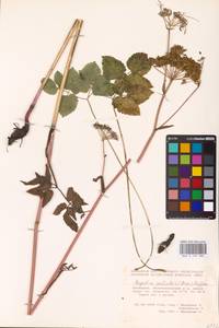 Ostericum palustre (Besser) Besser, Eastern Europe, Eastern region (E10) (Russia)