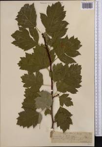 Crataegus chlorocarpa Lenné & K. Koch, Middle Asia, Northern & Central Tian Shan (M4) (Kazakhstan)