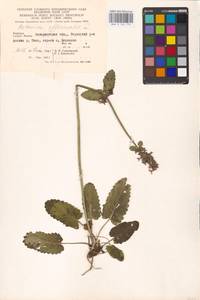 MHA 0 154 774, Betonica officinalis L., Eastern Europe, West Ukrainian region (E13) (Ukraine)