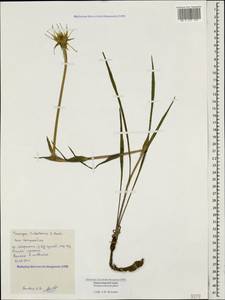 Tragopogon tuberosus C. Koch, Caucasus, Black Sea Shore (from Novorossiysk to Adler) (K3) (Russia)