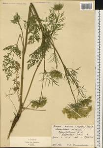 Daucus carota L., Eastern Europe, Moscow region (E4a) (Russia)