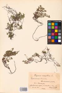 MHA 0 157 662, Thymus serpyllum L., Eastern Europe, Belarus (E3a) (Belarus)
