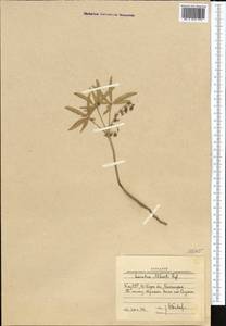 Gymnospermium alberti (Regel) Takht., Middle Asia, Western Tian Shan & Karatau (M3) (Uzbekistan)