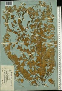Convolvulus arvensis L., Eastern Europe, Lower Volga region (E9) (Russia)