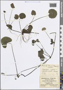 Caltha palustris var. radicans (T.F.Forst.) Beck, Eastern Europe, Northern region (E1) (Russia)