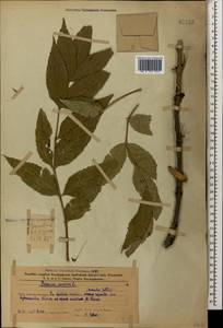 Fraxinus excelsior L., Caucasus, Azerbaijan (K6) (Azerbaijan)