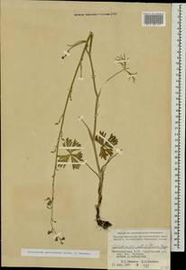 Delphinium cyphoplectrum subsp. pallidiflorum (Freyn) Rottenst., Caucasus, Azerbaijan (K6) (Azerbaijan)