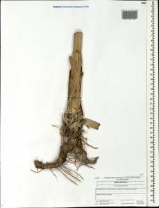 Typha latifolia L., Eastern Europe, Central forest region (E5) (Russia)