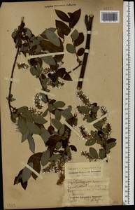 Salix myrsinifolia subsp. myrsinifolia, Eastern Europe, Volga-Kama region (E7) (Russia)