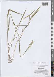 Holcus mollis L., Eastern Europe, North-Western region (E2) (Russia)