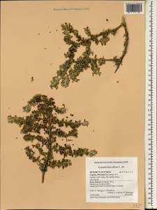 Tetraena alba (L. fil.) Beier & Thulin, South Asia, South Asia (Asia outside ex-Soviet states and Mongolia) (ASIA) (Cyprus)