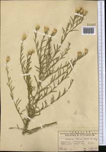 Rhaponticum repens (L.) Hidalgo, Middle Asia, Pamir & Pamiro-Alai (M2) (Uzbekistan)