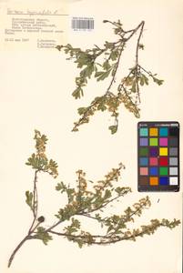 Spiraea hypericifolia L., Eastern Europe, Lower Volga region (E9) (Russia)