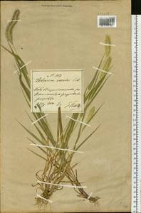 Setaria viridis (L.) P.Beauv., Siberia, Russian Far East (S6) (Russia)