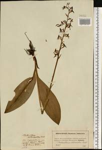 Platanthera chlorantha (Custer) Rchb., Eastern Europe, Moscow region (E4a) (Russia)