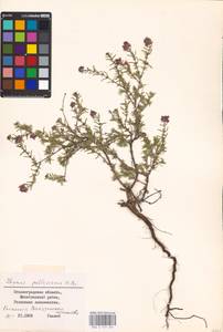 MHA 0 157 334, Thymus pallasianus Heinr.Braun, Eastern Europe, Lower Volga region (E9) (Russia)