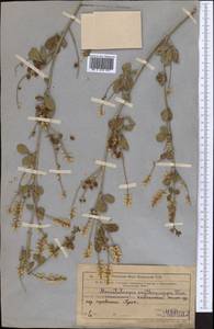 Glycyrrhiza triphylla Fisch. & C.A.Mey., Middle Asia, Western Tian Shan & Karatau (M3) (Kazakhstan)