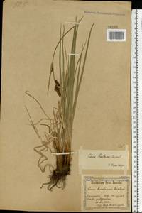 Carex hartmanii Cajander, Eastern Europe, North Ukrainian region (E11) (Ukraine)