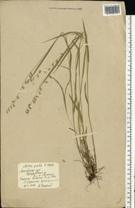 Melica picta K.Koch, Eastern Europe, Moscow region (E4a) (Russia)
