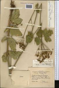 Semenovia dasycarpa (Regel & Schmalh.) Korovin ex Pimenov & V. N. Tikhom., Middle Asia, Western Tian Shan & Karatau (M3) (Uzbekistan)