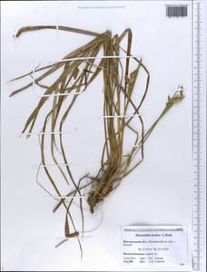 Anthoxanthum nitens (Weber) Y.Schouten & Veldkamp, Eastern Europe, North-Western region (E2) (Russia)