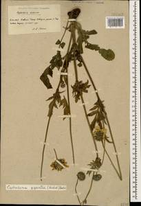 Cephalaria gigantea (Ledeb.) Bobrov, Caucasus, Armenia (K5) (Armenia)