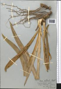 Iris alberti Regel, Middle Asia, Western Tian Shan & Karatau (M3) (Kyrgyzstan)