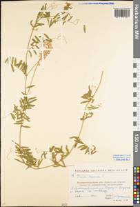 Vicia cracca L., Eastern Europe, North Ukrainian region (E11) (Ukraine)