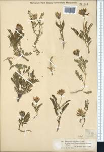 Astragalus agrestis Douglas ex Hook., Middle Asia, Muyunkumy, Balkhash & Betpak-Dala (M9) (Kazakhstan)