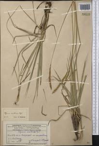 Leymus multicaulis (Kar. & Kir.) Tzvelev, Middle Asia, Dzungarian Alatau & Tarbagatai (M5) (Kazakhstan)